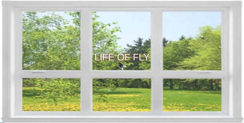 File:Lifeoffly1.webp