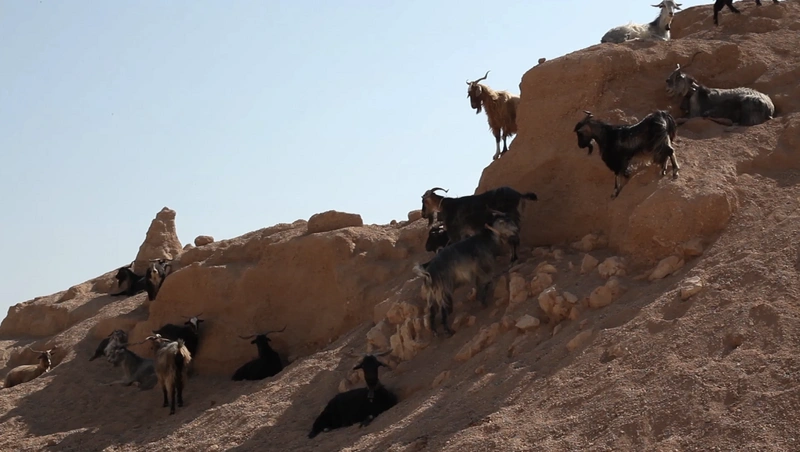 File:12 penelope goats.webp